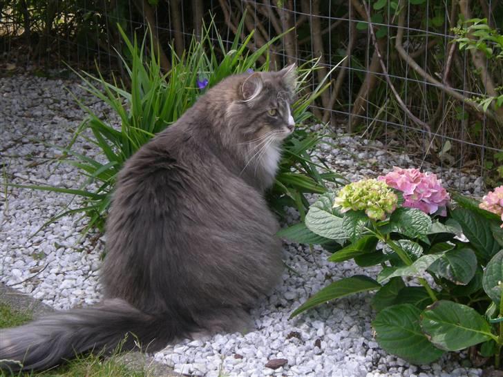 Norsk Skovkat Kvitfjells Søde Sisse billede 9