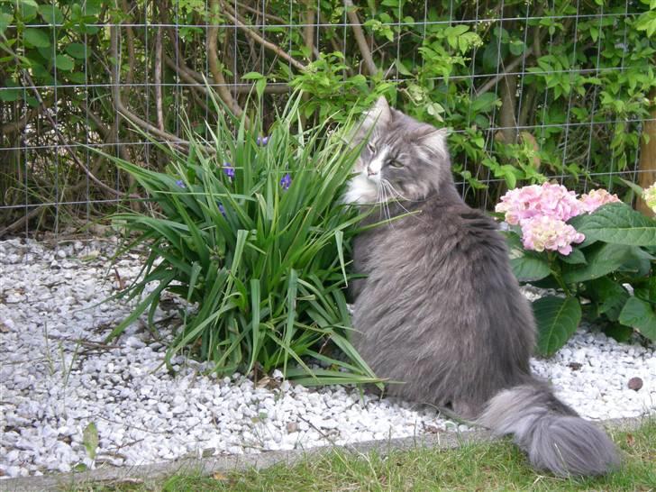 Norsk Skovkat Kvitfjells Søde Sisse billede 10