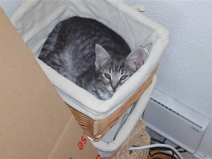 Huskat Cille † R.I.P. † billede 4