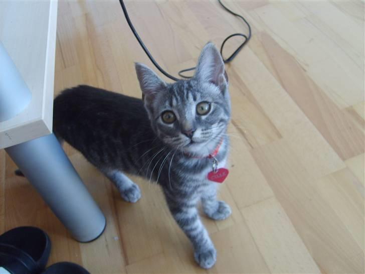 Huskat Cille † R.I.P. † billede 5