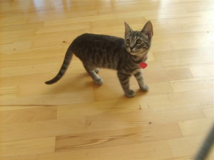 Huskat Cille † R.I.P. † billede 6