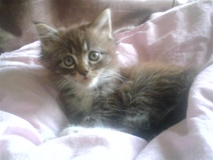 Blanding af racer sandy billede 1