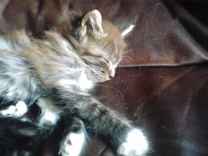 Blanding af racer sandy billede 2