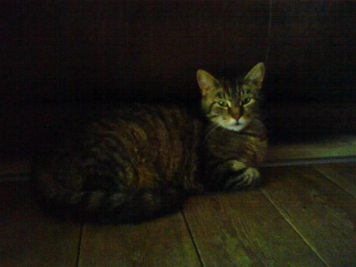 Blanding af racer sandy - det her er moren til sandy hun hedder freja billede 3