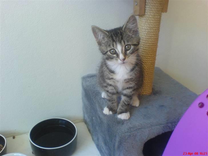 Huskat Mix billede 1