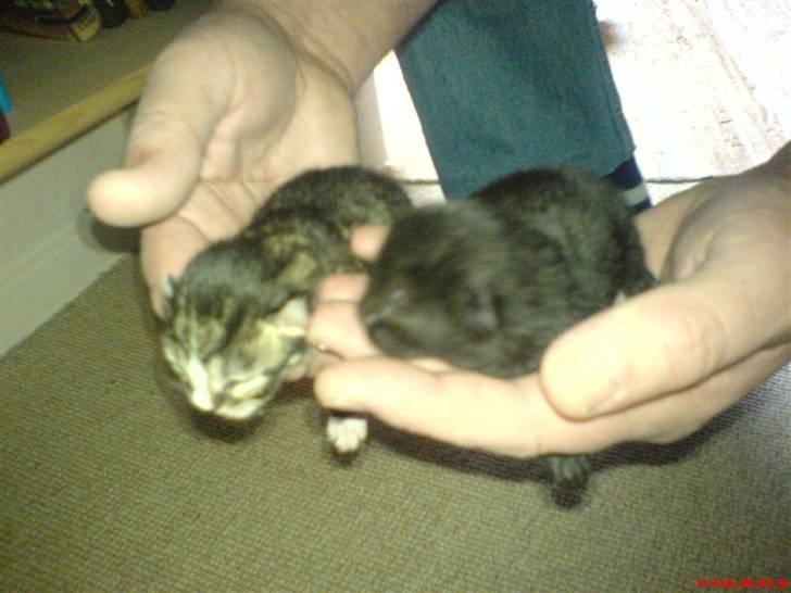 Huskat Mix - kun 2 dage gammel. Mix til venstre billede 2