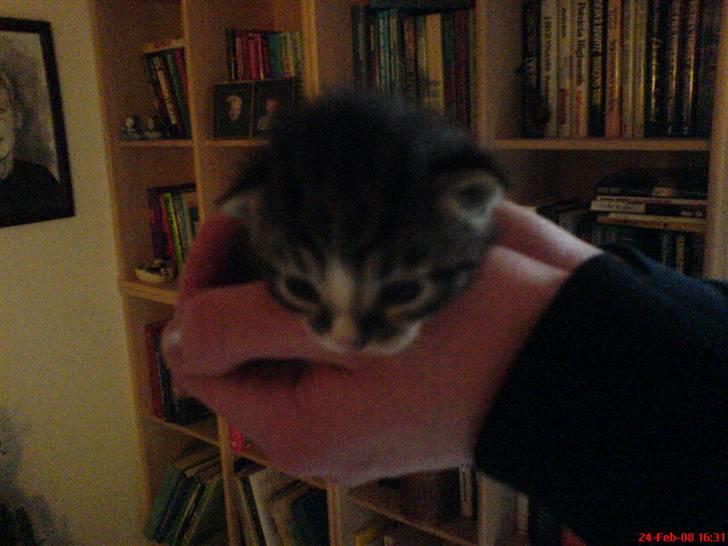 Huskat Mix - 2 uger gammel. Lige fået øjne. Den var den første i kuldet som fik øjne billede 3