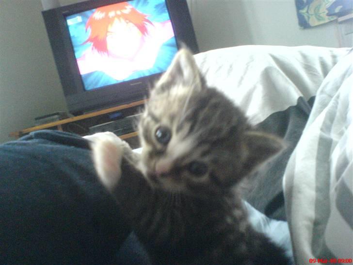 Huskat Mix - En måned gammel. Allerede en  ballademager den gang. billede 4