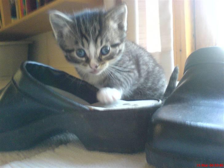 Huskat Mix billede 5