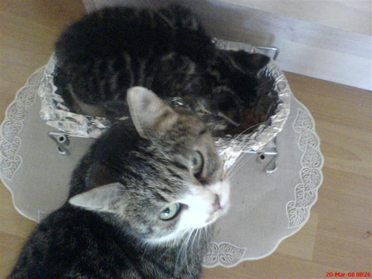 Huskat Mix - Mix og dens mor. Mix elskede at ligge op i den ene madskål mens den spiste af den anden. billede 6