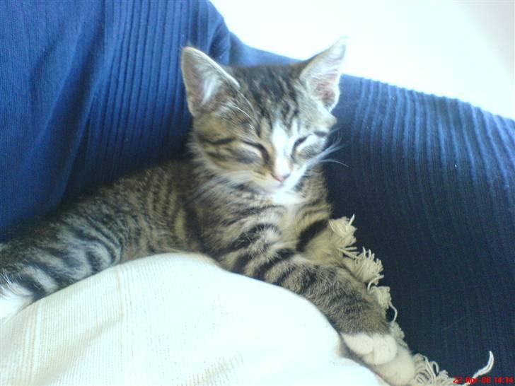 Huskat Mix - Der har jeg fået Mix hjem billede 7