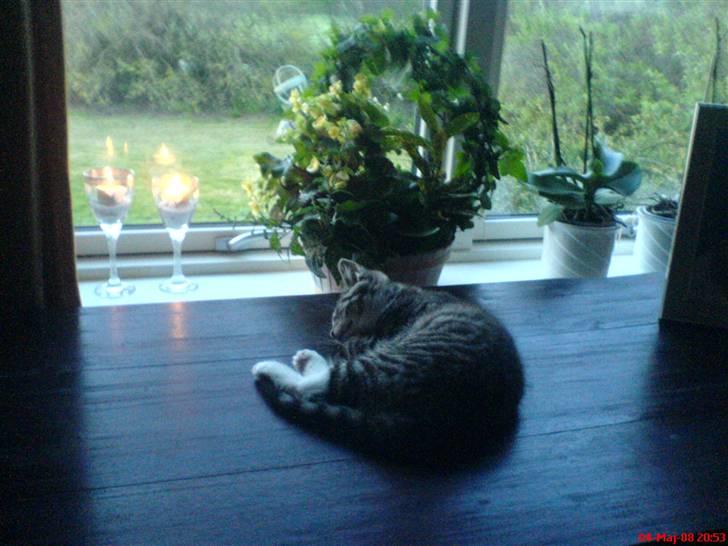 Huskat Mix - Nyder tilværelsen. næsten 3 måneder gammel. billede 8