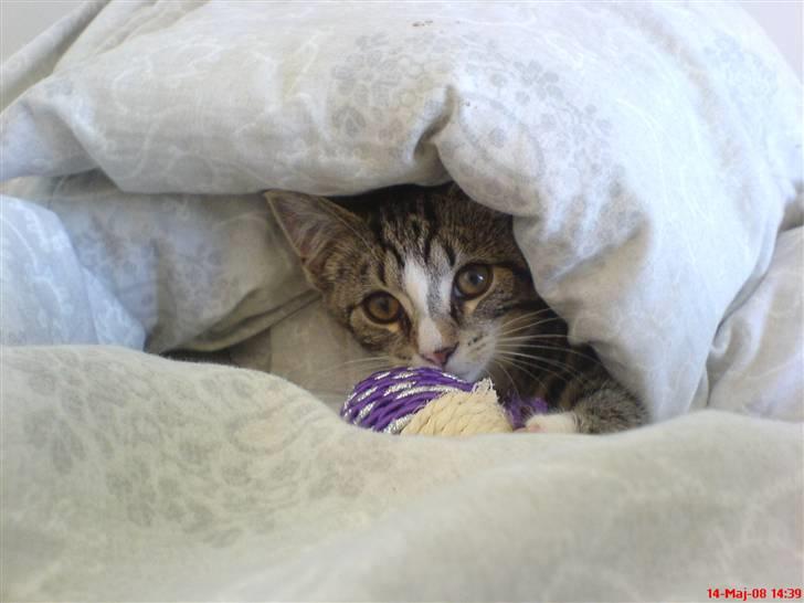 Huskat Mix - BØH! billede 9