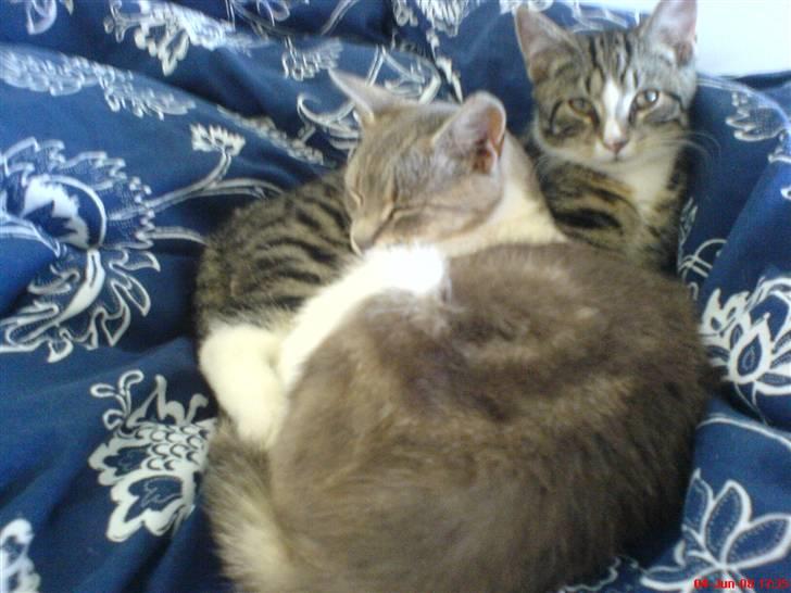 Huskat Mix - Puttetid... billede 10