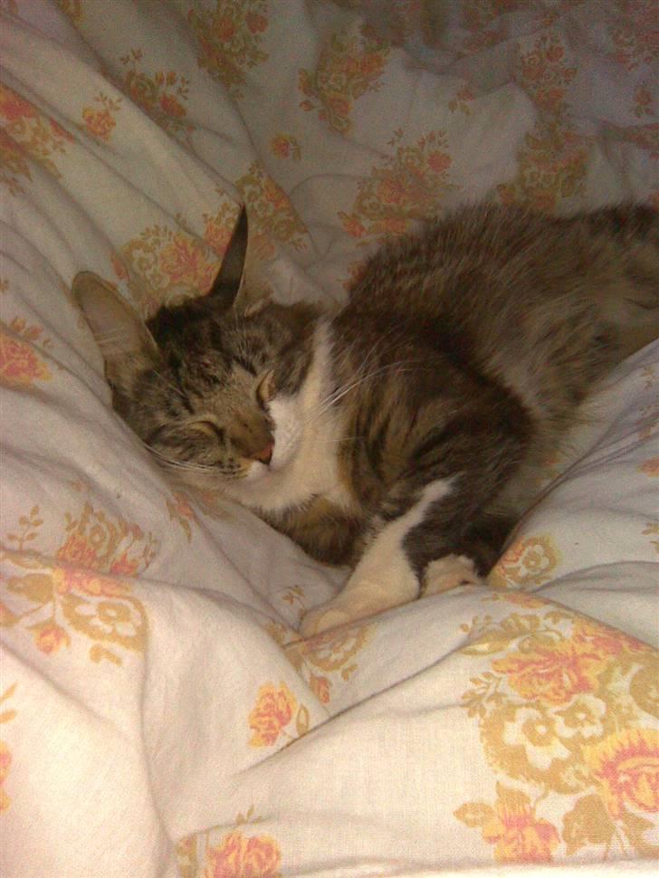 Blanding af racer Frk. Olsen - Her putter jeg lige billede 15