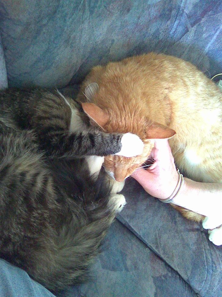 Blanding af racer Frk. Olsen - Her ligger jeg sammen med min kedelige "Store bror" som ikke er min bror.  billede 16