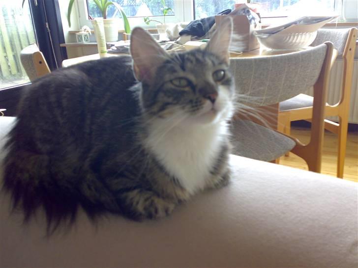 Blanding af racer Frk. Olsen - Ummm her er dejligt billede 17