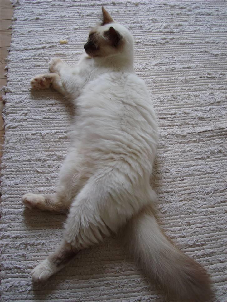 Hellig Birma ¨˜”°º•CISSE•º°”˜¨ billede 11