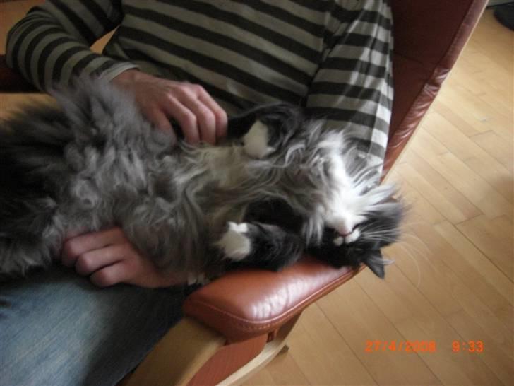 Norsk Skovkat Olfert - Min ynglingsplads:)))) billede 18