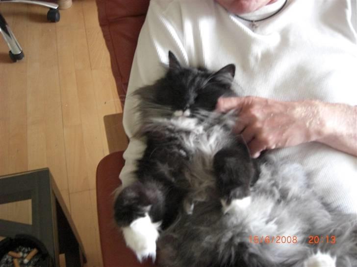 Norsk Skovkat Olfert - Åh, hvor jeg nyder at blive nusset... billede 19