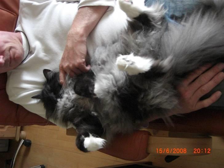 Norsk Skovkat Olfert - Jeg er nok den mest magelige her i huset:)))) billede 20