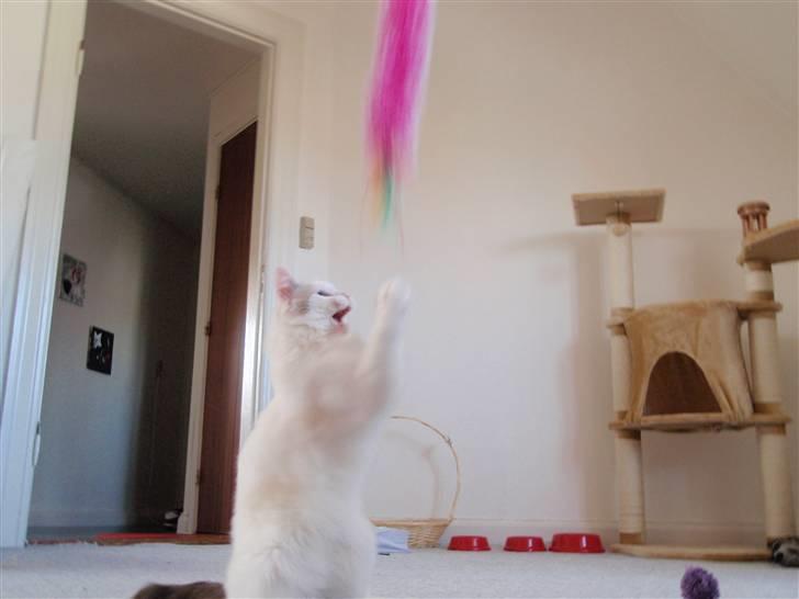 Ragdoll Silver Moon á Chardani DK billede 11