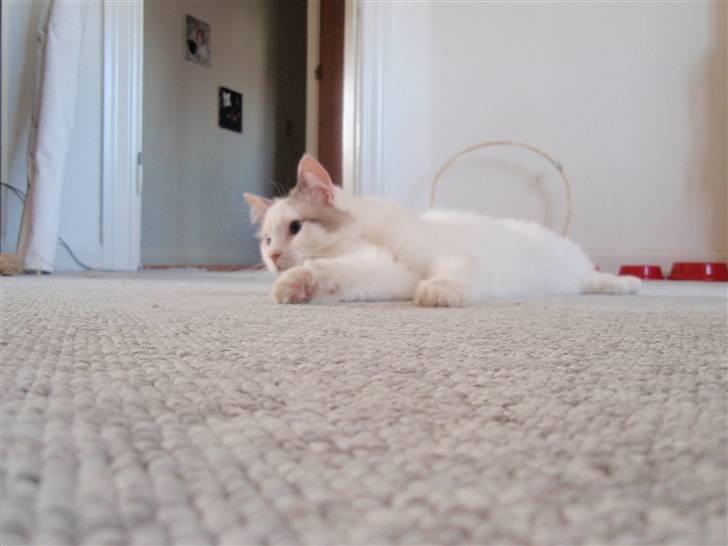 Ragdoll Silver Moon á Chardani DK billede 12