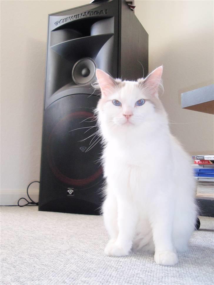 Ragdoll Silver Moon á Chardani DK billede 13