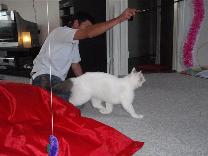 Ragdoll Silver Moon á Chardani DK billede 14