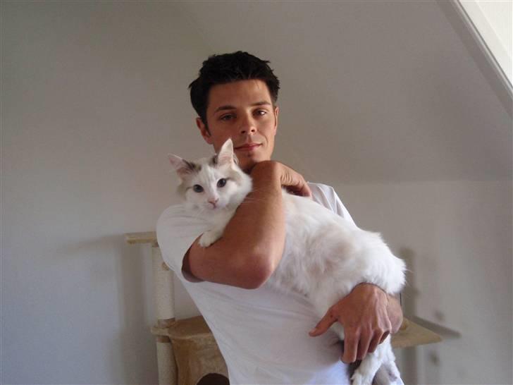 Ragdoll Silver Moon á Chardani DK billede 15