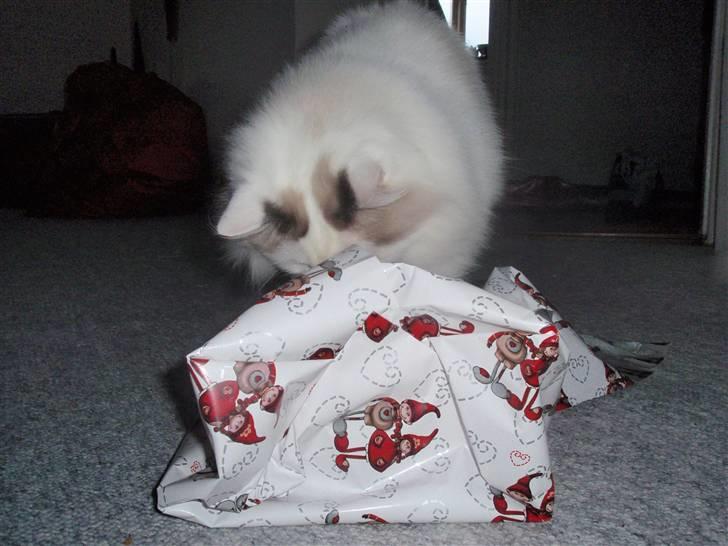 Ragdoll Silver Moon á Chardani DK billede 16