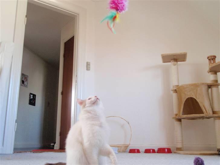 Ragdoll Silver Moon á Chardani DK billede 17