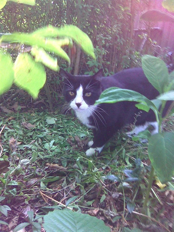 Huskat Snoffy :) billede 1