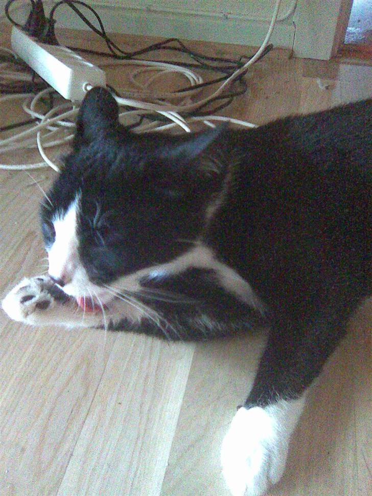 Huskat Snoffy :) billede 2