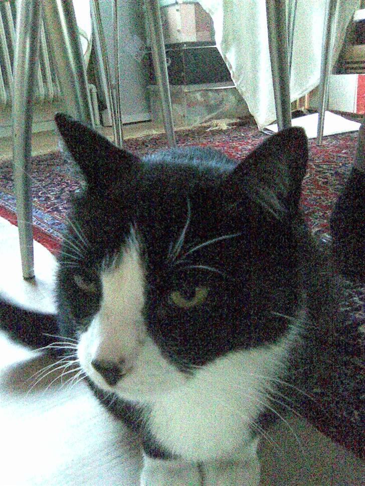 Huskat Snoffy :) billede 3