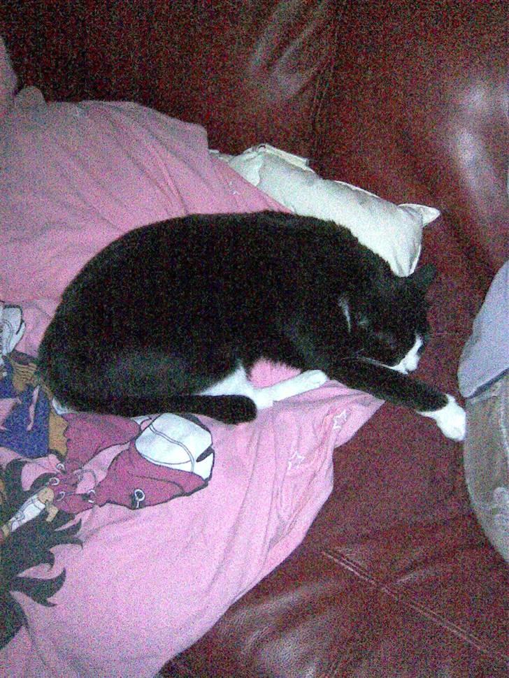 Huskat Snoffy :) billede 4