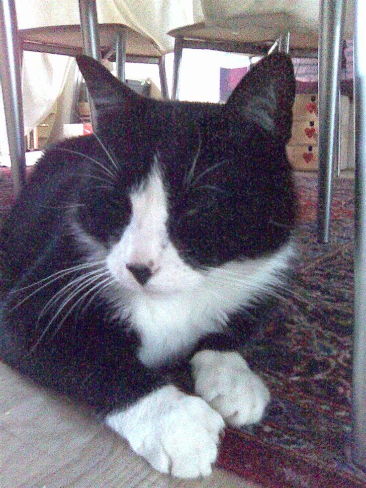 Huskat Snoffy :) billede 5