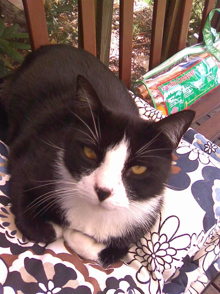 Huskat Snoffy :) billede 8