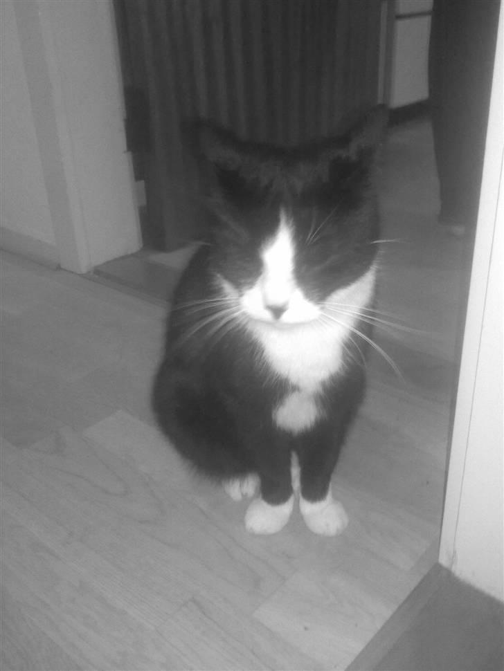 Huskat Snoffy :) billede 9