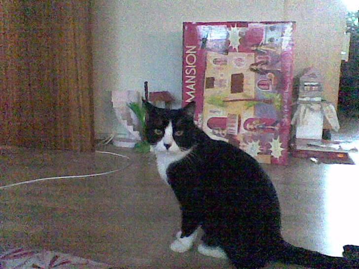 Huskat Snoffy :) billede 10