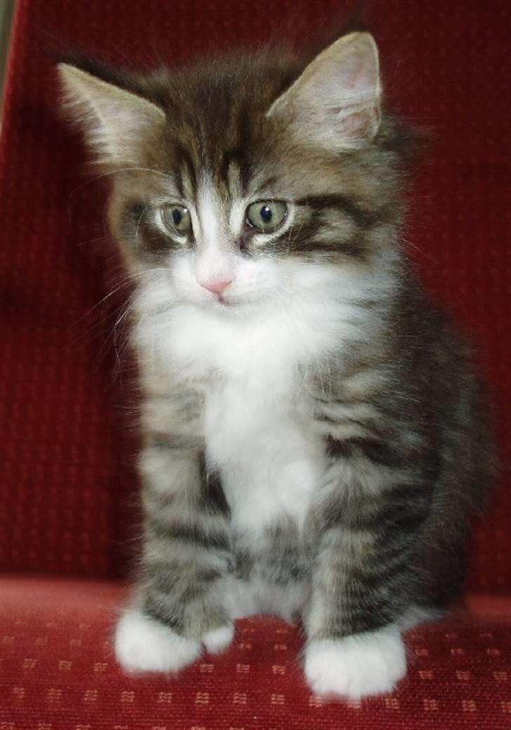 Norsk Skovkat Tony :) billede 1