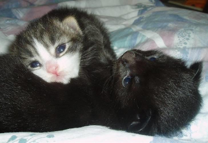 Norsk Skovkat Tony :) billede 2