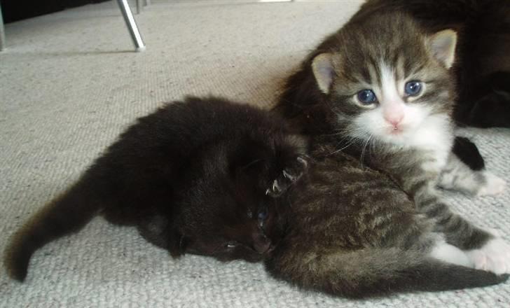 Norsk Skovkat Tony :) billede 3