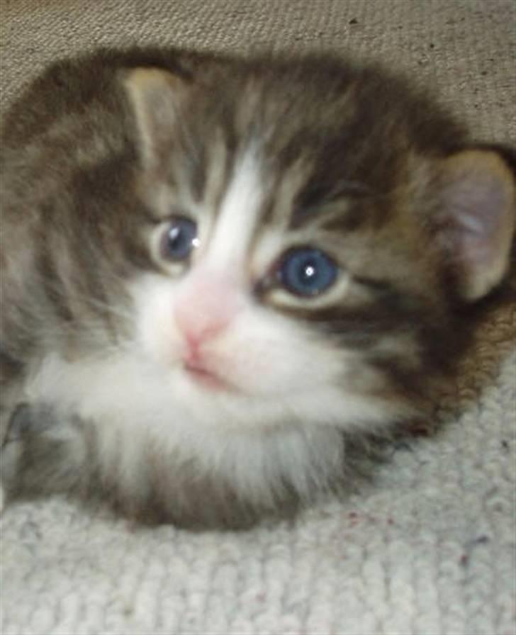 Norsk Skovkat Tony :) billede 4