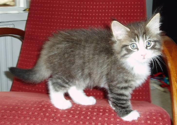 Norsk Skovkat Tony :) billede 5