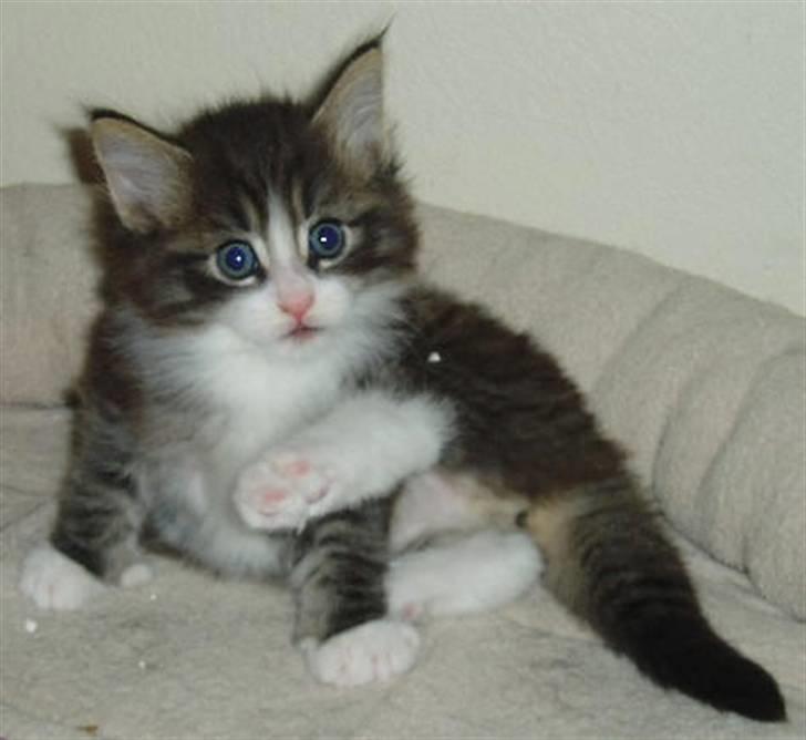 Norsk Skovkat Tony :) billede 6