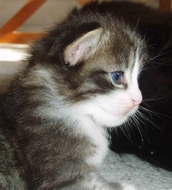 Norsk Skovkat Tony :) billede 7