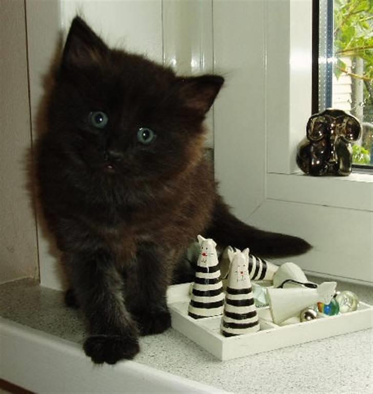 Norsk Skovkat Mina xD billede 1