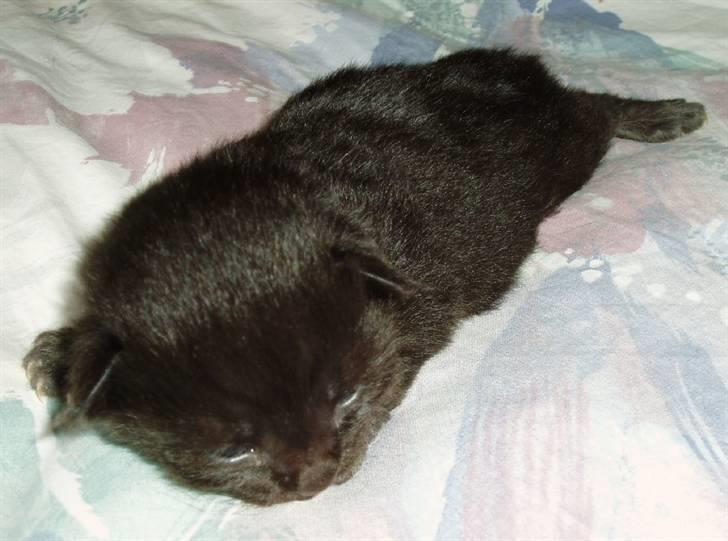 Norsk Skovkat Mina xD billede 9