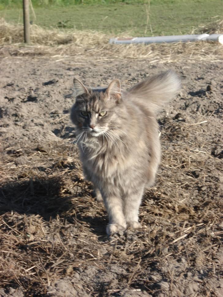 Maine Coon Lucky *DØD* - Ude på folden d.18 maj-08 billede 1